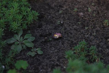snail on green leaves in garden