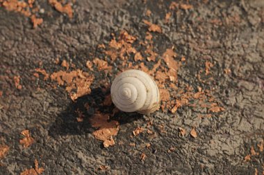 Renkli bir arka planda güzel bir deniz kabuğu