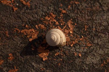 Renkli bir arka planda güzel bir deniz kabuğu