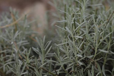 Güzel yeşil bitkilerin yakın görüntüsü