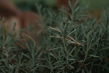 Yeşil bir bitkinin yakınında.