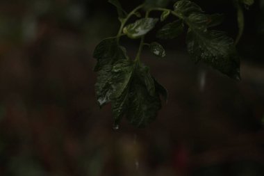 Yere çiğ damlaları damlayan yeşil yaprak