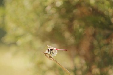 Güzel bir yusufçuk yaz mevsiminde güneş yansımalarıyla bir dala oturur.
