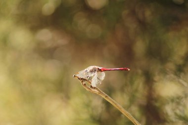 Güzel bir yusufçuk yaz mevsiminde güneş yansımalarıyla bir dala oturur.