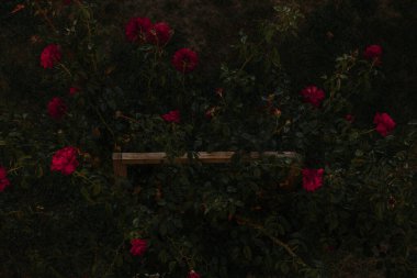 Ormandaki güzel kırmızı çiçeğin dikey görüntüsü.