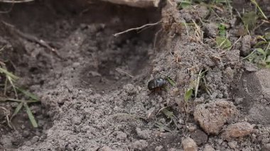 Siyah bir böcek topraktan çıkıyor.
