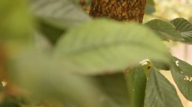 Yazın ağaçlarda rüzgarda sallanan yapraklar.