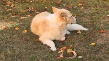 Güzel bir bahçede dinlenen köpek.