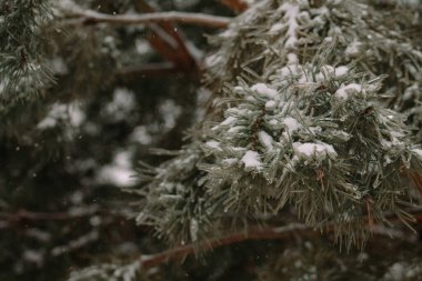Karla kaplı köknar ağacı dalları. Yılbaşı ve yeni yıl geçmişi. Noel arkaplanı.