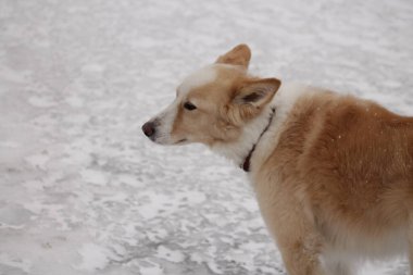Kardaki köpek, kış