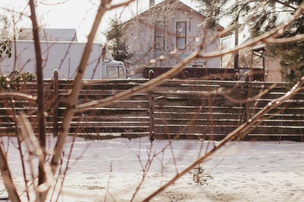 Ormanda karla kaplı ağaç dalları