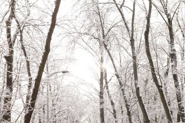 Karla kaplı ağaçlarla kaplı kış manzarası
