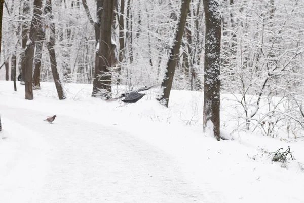 Karlı güzel kış ormanı