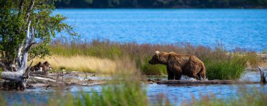 Alaska boz ayı yavrularını ile