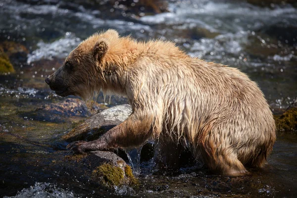 Αλάσκα καφέ αρκούδα cub — Φωτογραφία Αρχείου