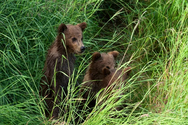 Cuccioli di orso bruno dell'Alaska — Foto Stock