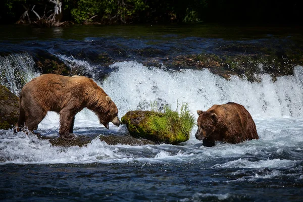 Orsi bruni dell'Alaska — Foto Stock