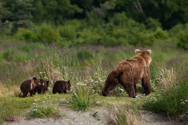 Alaskan bruine beer moeder met Cubs — Stockfoto