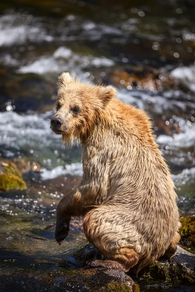 Cucciolo d'orso bruno dell'Alaska — Foto Stock