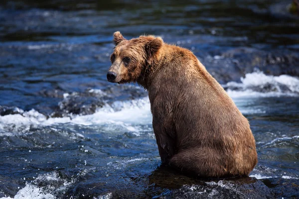 Alaskan-braunbär — Stockfoto