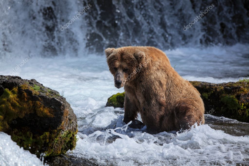 Три мишки. While bears. While bears. Мы обычные медведи арт. Мультфильм bare bears.