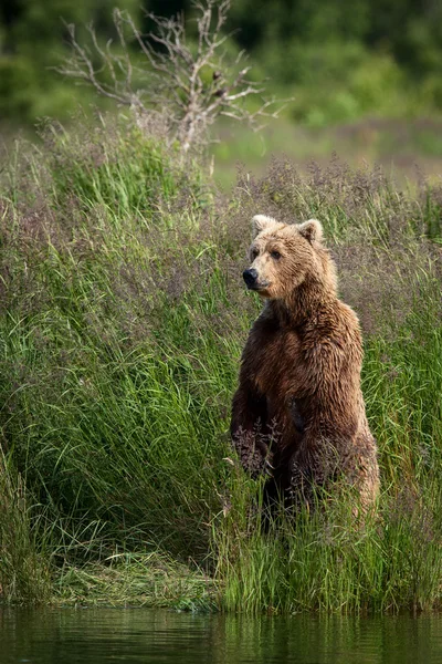 Alaskan Brown Bear — Stock Photo, Image