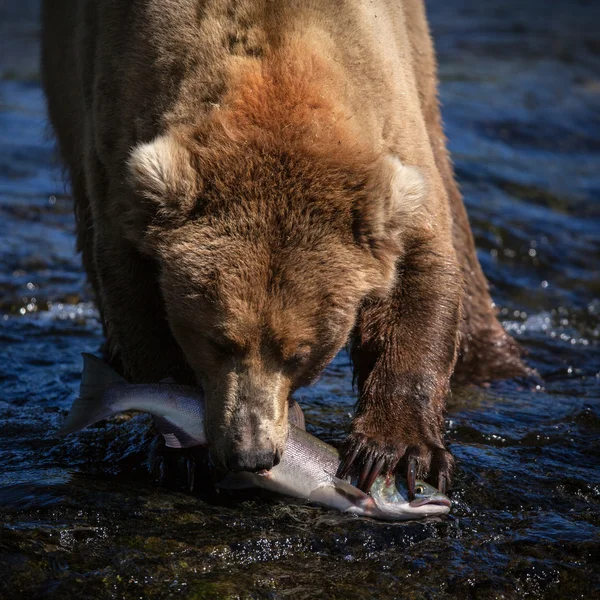 Orso bruno dell'Alaska con salmone — Foto Stock