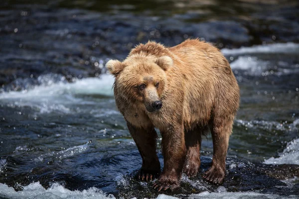 Alaska boz ayı — Stok fotoğraf