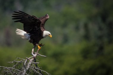 Amerikan kel kartal