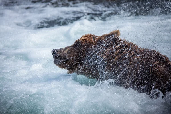 Orso bruno dell'Alaska — Foto Stock