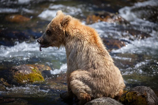 Alaska boz ayı yavrusu — Stok fotoğraf