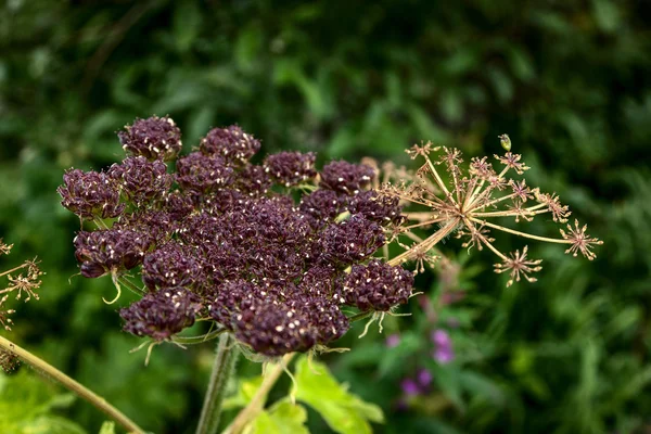 Cow Parsnip Seeds — Stock Photo, Image