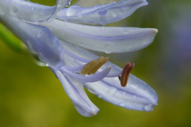 Yağmur altında mavi Agapanthus'tan almıştır