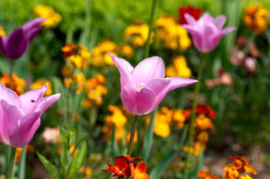 Bir Fransız Bahçe lale
