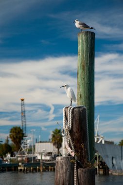 Tarpon Springs Dock sünger