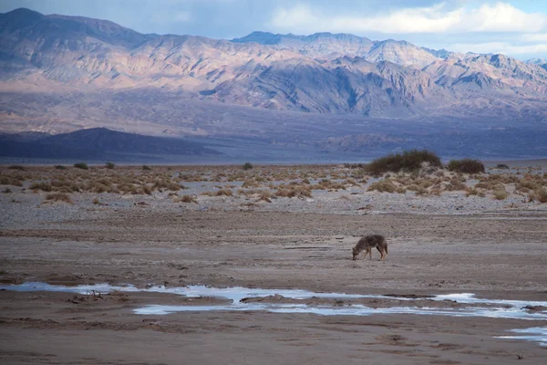 Death Valley Coyote — Stock fotografie