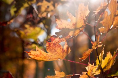 Parlayan akça ağaç