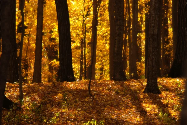 Soleil brille à travers les arbres — Photo