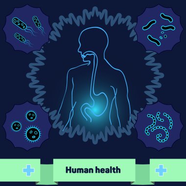 Protection of body against harmful bacteria and microorganisms, a healthy human stomach.