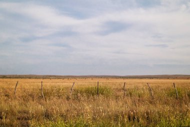 Amerika 'nın orta batısındaki çim tarlası.