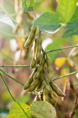 Hasat zamanına yakın soya fasulyesi tarlaları