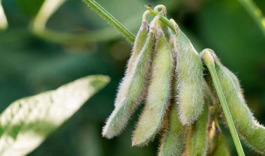 Hasat zamanına yakın soya fasulyesi tarlaları
