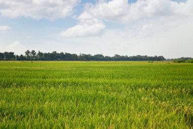 Mavi Gök ile Yeşil Pirinç Tarlaları