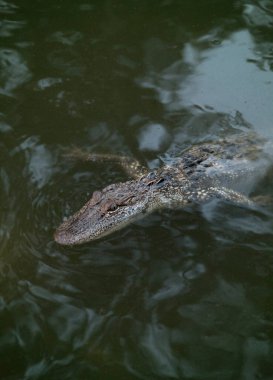 Suda Genç Bir Timsah
