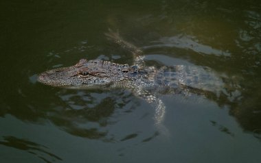 Suda Genç Bir Timsah