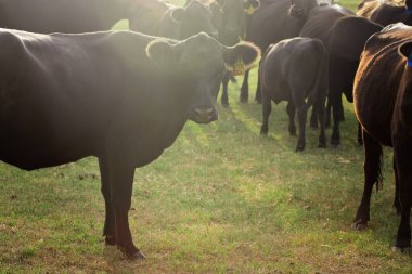 Tarlada İneklerin Duyuluşu