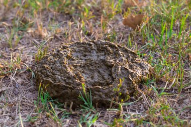 Tarladaki Taze İnek Patty