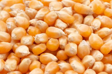 Patlamamış Patlamış Mısır Kernals 'ın Arkaplanı