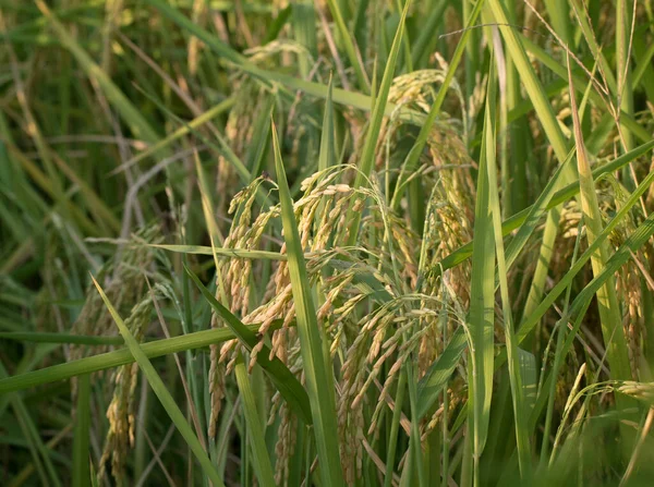 Close View Green Rice Fields — Stock Photo, Image