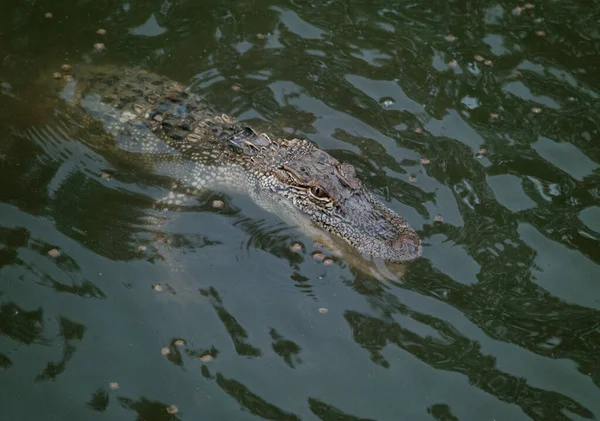 Giovane Alligatore Acqua Con Cibo Pesci — Foto Stock